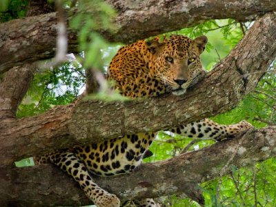 Ceylon Explore Journey Sri Lanka