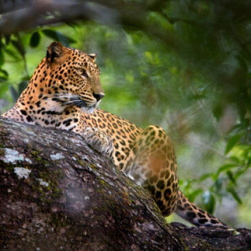 Ceylon Explore Journey Sri Lanka Packages