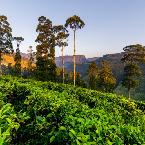 Ceylon Explore Journey Sri Lanka Packages